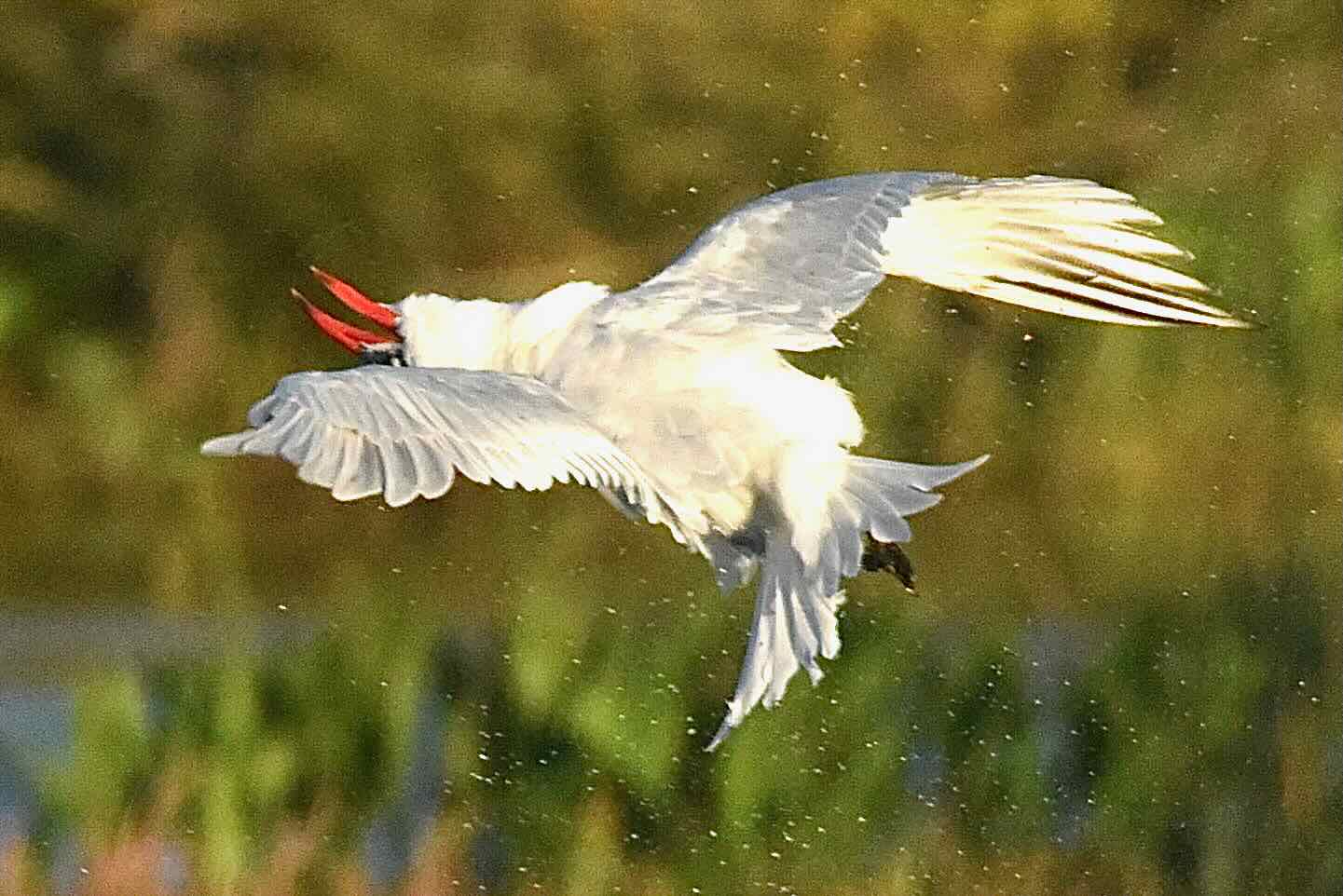 caspian tern